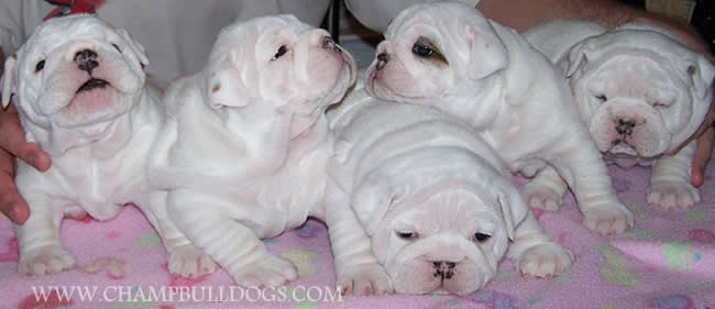 English Bulldog puppy photos